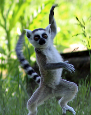 Lemur